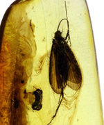 滅多に手に入らない特大サイズのトビケラが内包された、ビッグサイズのバルト海産琥珀（Amber）