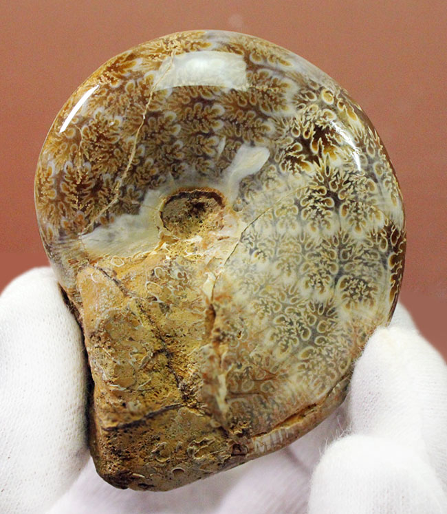 ナチュラル、菊の葉模様が見られる、縫合線マダガスカル産アンモナイト（Ammonite）（その1）