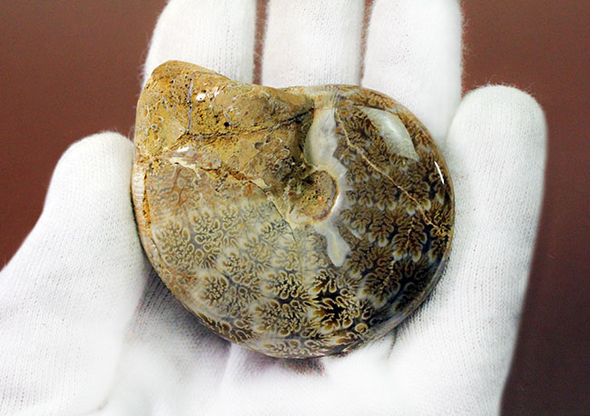 ナチュラル、菊の葉模様が見られる、縫合線マダガスカル産アンモナイト（Ammonite）（その3）