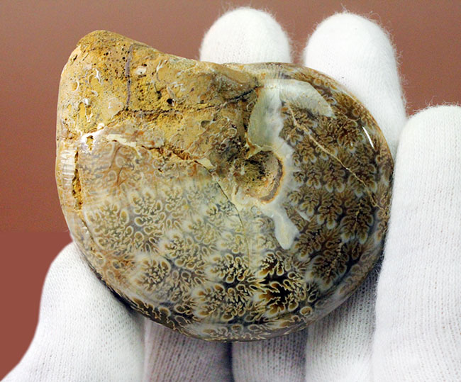 ナチュラル、菊の葉模様が見られる、縫合線マダガスカル産アンモナイト（Ammonite）（その4）