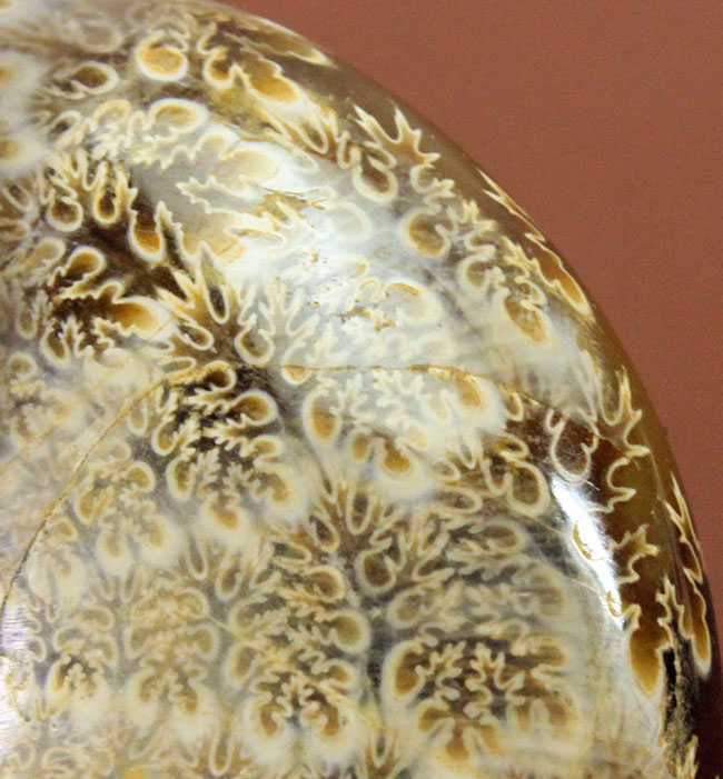 ナチュラル、菊の葉模様が見られる、縫合線マダガスカル産アンモナイト（Ammonite）（その6）
