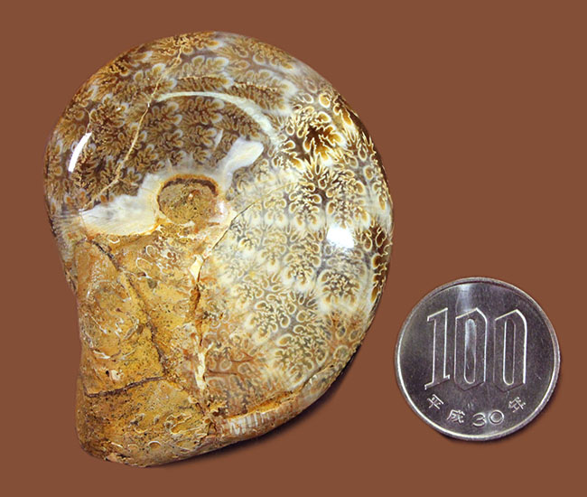 ナチュラル、菊の葉模様が見られる、縫合線マダガスカル産アンモナイト（Ammonite）（その7）