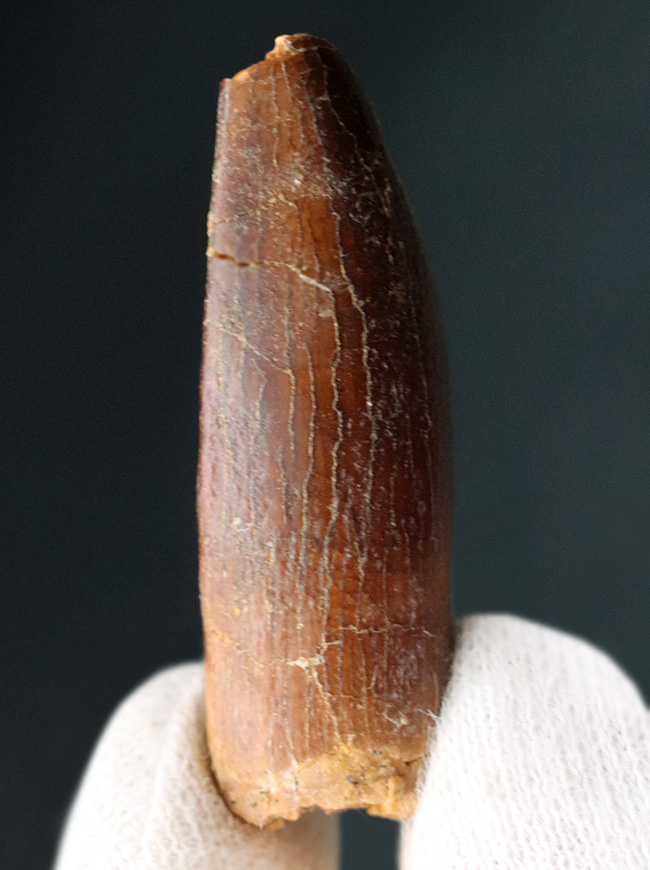 レア!体長20メートルに達した、巨大な竜脚形類、レッバキサウルス(Rebbachisaurus)の釘のような形をした歯化石(その1)