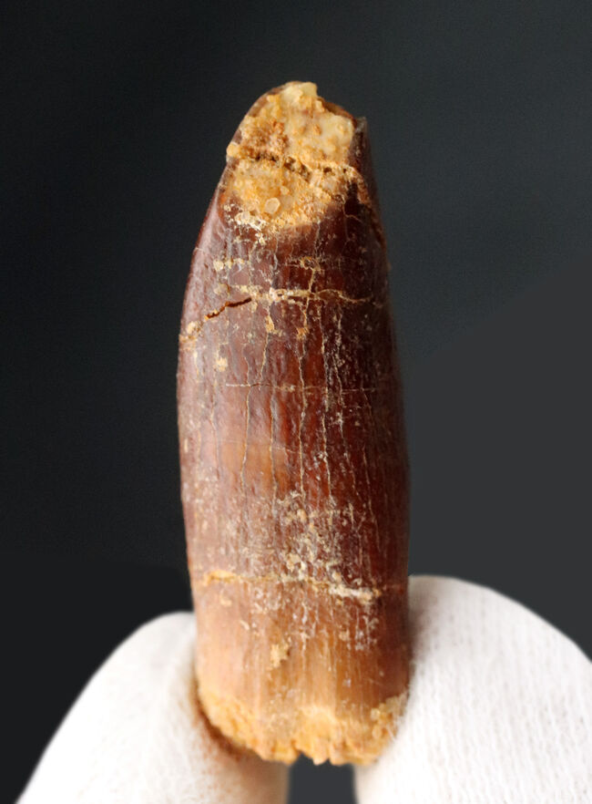 レア!体長20メートルに達した、巨大な竜脚形類、レッバキサウルス(Rebbachisaurus)の釘のような形をした歯化石(その2)