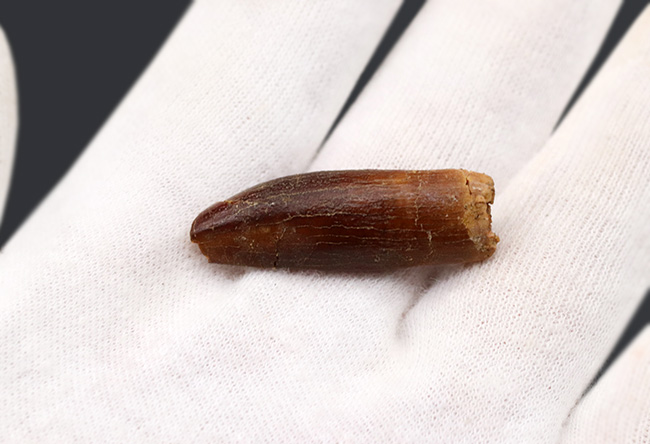 レア!体長20メートルに達した、巨大な竜脚形類、レッバキサウルス(Rebbachisaurus)の釘のような形をした歯化石(その3)