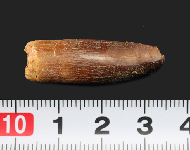 レア！体長20メートルに達した、巨大な竜脚形類、レッバキ