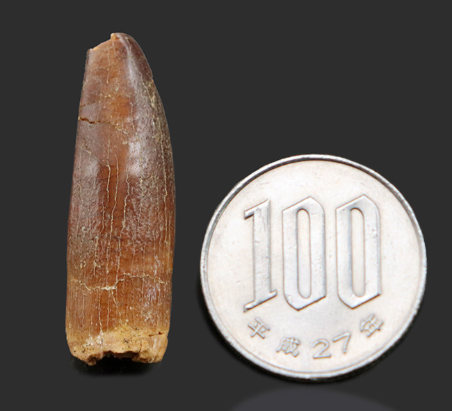 レア!体長20メートルに達した、巨大な竜脚形類、レッバキサウルス(Rebbachisaurus)の釘のような形をした歯化石(その7)