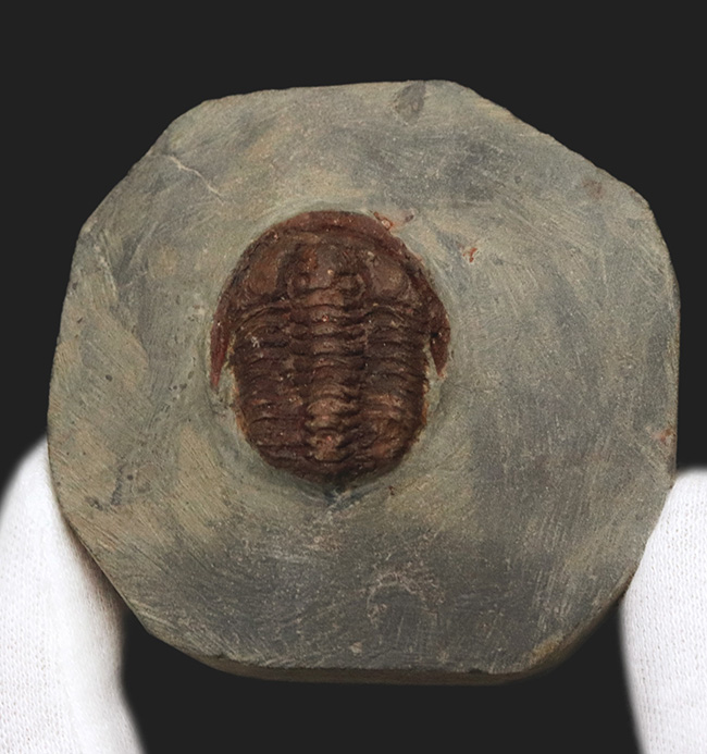 レア！モロッコ産のオルドビス紀前期の小型三葉虫、エウロマ（Euloma sp.）の完全個体（その2）