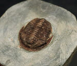 レア！モロッコ産のオルドビス紀前期の小型三葉虫、エウロマ（Euloma sp.）の完全個体