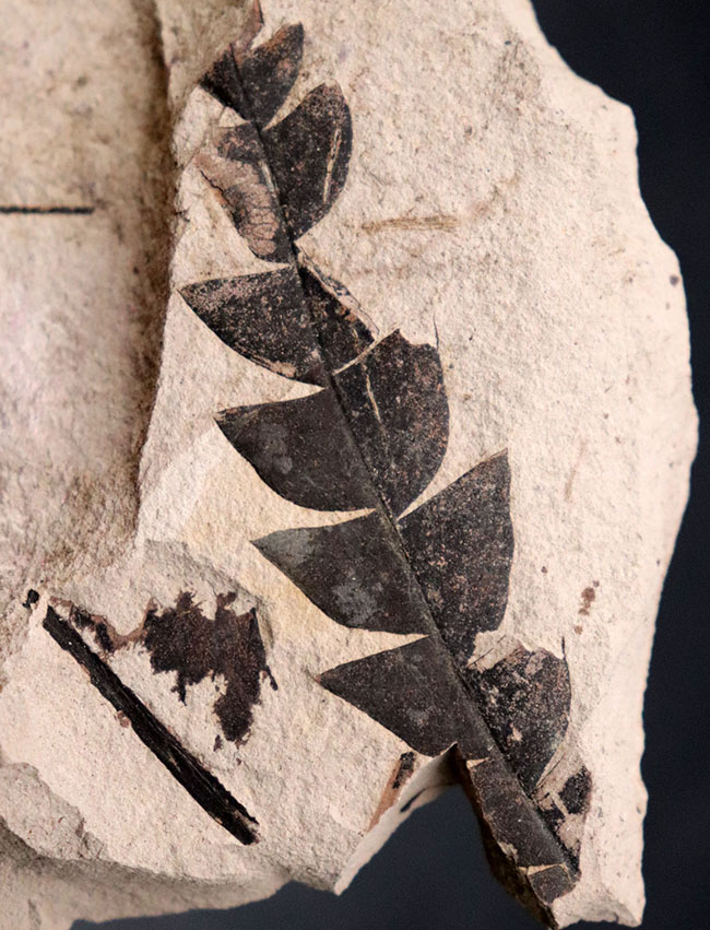 マニアックシリーズ！濃淡複数個体あり、国産のナウマンヤマモモ（Comptoniphyllum naumanni）の葉の化石（その1）