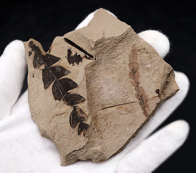 マニアックシリーズ！濃淡複数個体あり、国産のナウマンヤマモモ（Comptoniphyllum naumanni）の葉の化石（その3）