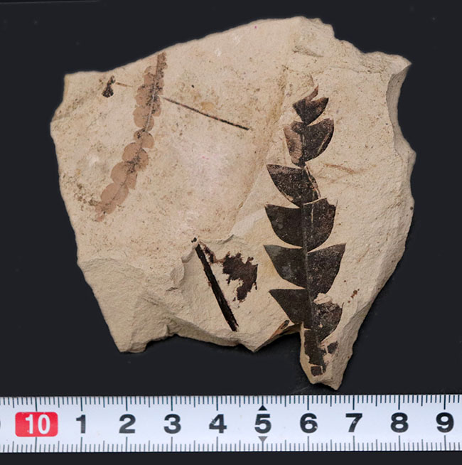 マニアックシリーズ！濃淡複数個体あり、国産のナウマンヤマモモ（Comptoniphyllum naumanni）の葉の化石（その8）