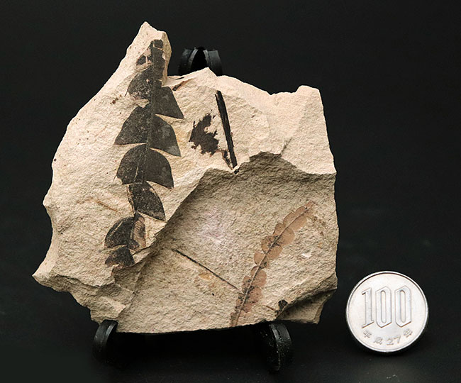 マニアックシリーズ！濃淡複数個体あり、国産のナウマンヤマモモ（Comptoniphyllum naumanni）の葉の化石（その9）