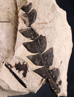 マニアックシリーズ！濃淡複数個体あり、国産のナウマンヤマモモ（Comptoniphyllum naumanni）の葉の化石