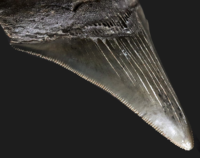 オールナチュラル!セレーション、エナメル質ともに保存されているメガロドン(Carcharocles megalodon)の歯化石(その1)