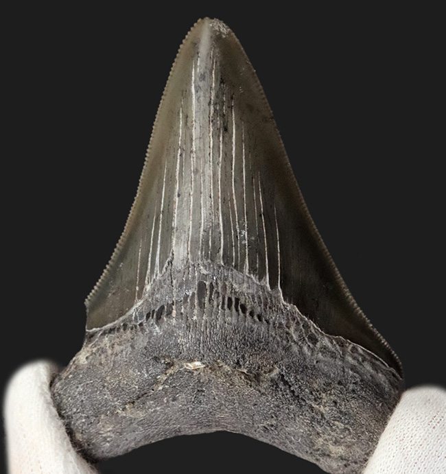 オールナチュラル!セレーション、エナメル質ともに保存されているメガロドン(Carcharocles megalodon)の歯化石(その2)
