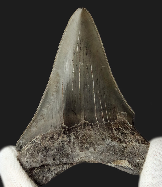 オールナチュラル!セレーション、エナメル質ともに保存されているメガロドン(Carcharocles megalodon)の歯化石(その3)