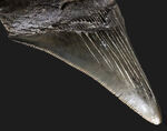 オールナチュラル！セレーション、エナメル質ともに保存されているメガロドン（Carcharocles megalodon）の歯化石