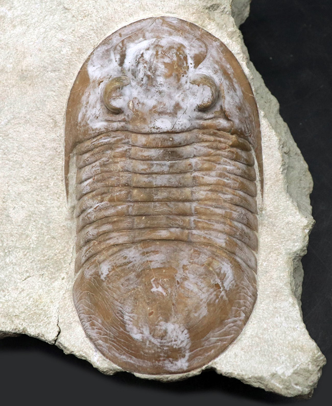 サンクトペテルブルク古生物学研究所の標本!見た目はアサフス、サイズは段違い!珍しいロシア産三葉虫、シュードアサフス(Pseudasaphus)(その1)