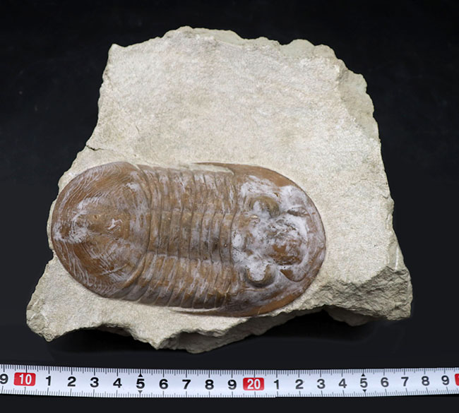 サンクトペテルブルク古生物学研究所の標本!見た目はアサフス、サイズは段違い!珍しいロシア産三葉虫、シュードアサフス(Pseudasaphus)(その12)
