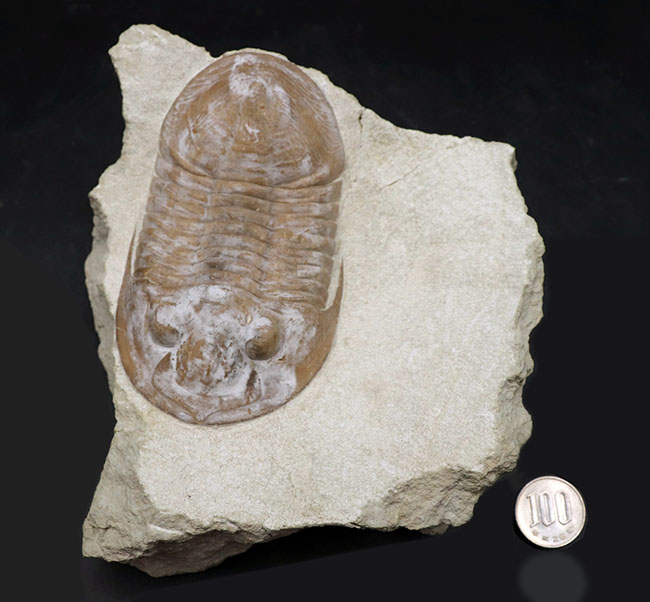 サンクトペテルブルク古生物学研究所の標本!見た目はアサフス、サイズは段違い!珍しいロシア産三葉虫、シュードアサフス(Pseudasaphus)(その13)