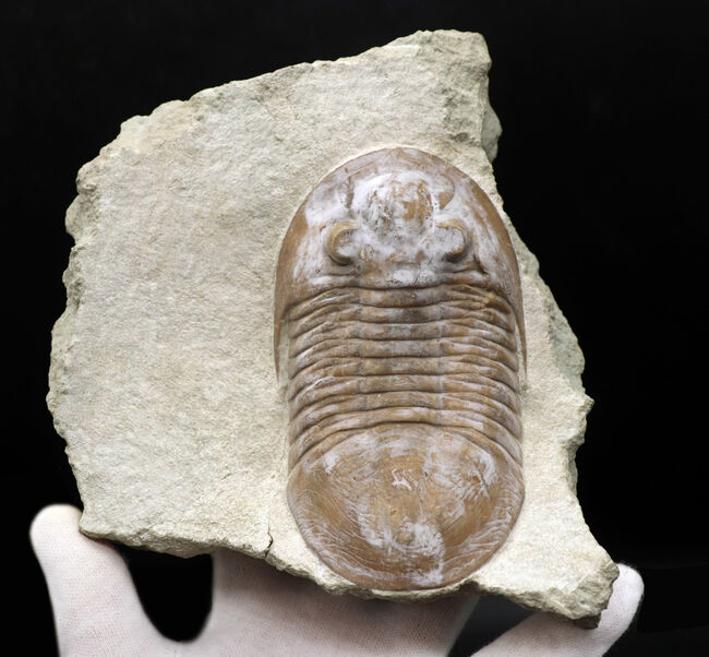 サンクトペテルブルク古生物学研究所の標本!見た目はアサフス、サイズは段違い!珍しいロシア産三葉虫、シュードアサフス(Pseudasaphus)(その2)