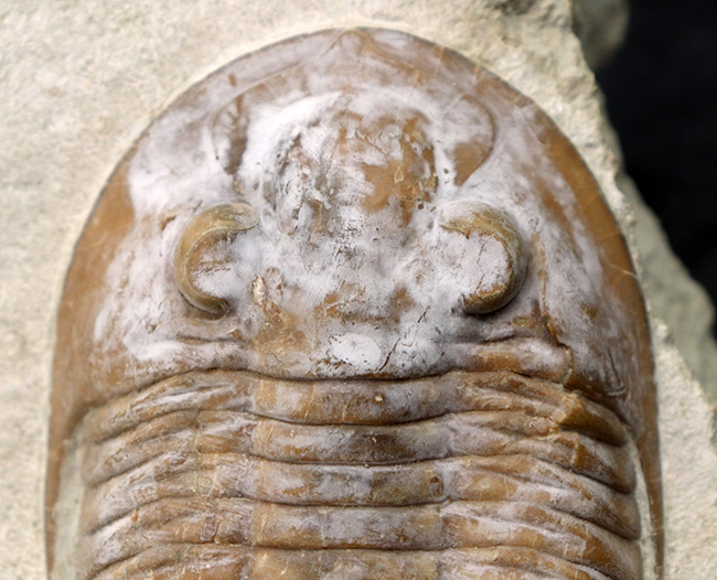サンクトペテルブルク古生物学研究所の標本!見た目はアサフス、サイズは段違い!珍しいロシア産三葉虫、シュードアサフス(Pseudasaphus)(その3)