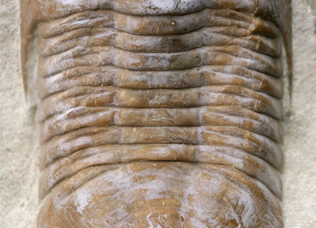 サンクトペテルブルク古生物学研究所の標本!見た目はアサフス、サイズは段違い!珍しいロシア産三葉虫、シュードアサフス(Pseudasaphus)(その4)
