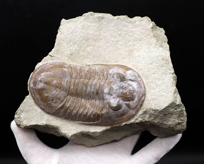 サンクトペテルブルク古生物学研究所の標本!見た目はアサフス、サイズは段違い!珍しいロシア産三葉虫、シュードアサフス(Pseudasaphus)(その6)