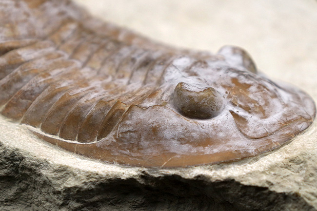 サンクトペテルブルク古生物学研究所の標本!見た目はアサフス、サイズは段違い!珍しいロシア産三葉虫、シュードアサフス(Pseudasaphus)(その7)