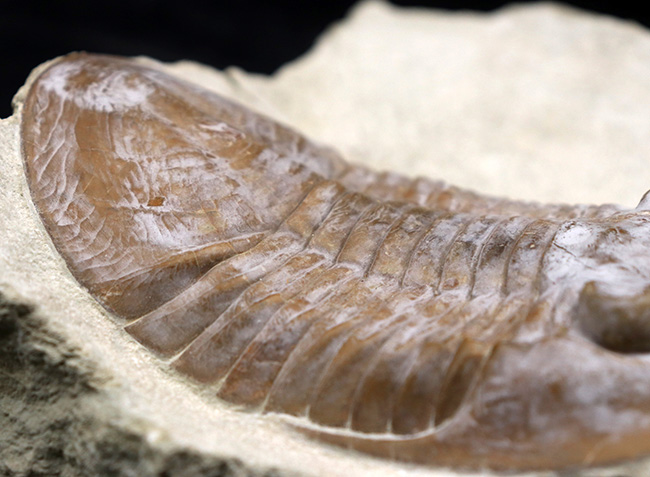 サンクトペテルブルク古生物学研究所の標本!見た目はアサフス、サイズは段違い!珍しいロシア産三葉虫、シュードアサフス(Pseudasaphus)(その8)