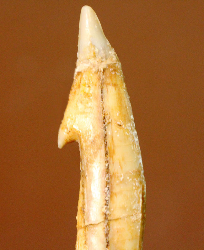 吻部にチェーンソーが付いた奇妙な生物、古代のノコギリエイ、オンコプリステス(Onchopristis)の歯化石。(その1)