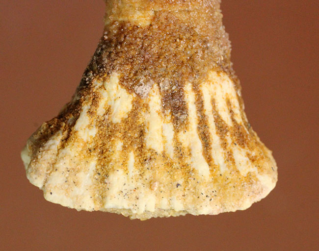 吻部にチェーンソーが付いた奇妙な生物、古代のノコギリエイ、オンコプリステス（Onchopristis）の歯化石。（その2）