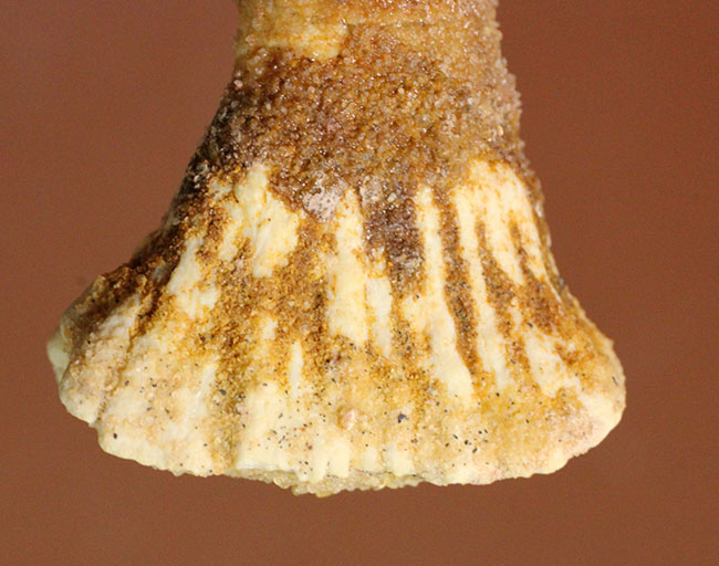 吻部にチェーンソーが付いた奇妙な生物、古代のノコギリエイ、オンコプリステス(Onchopristis)の歯化石。(その2)