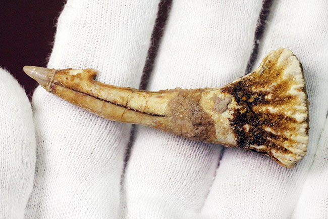 吻部にチェーンソーが付いた奇妙な生物、古代のノコギリエイ、オンコプリステス（Onchopristis）の歯化石。（その3）
