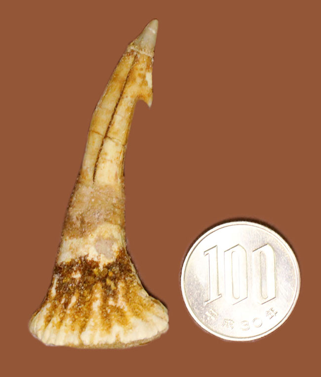 吻部にチェーンソーが付いた奇妙な生物、古代のノコギリエイ、オンコプリステス（Onchopristis）の歯化石。（その5）