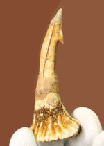 吻部にチェーンソーが付いた奇妙な生物、古代のノコギリエイ、オンコプリステス（Onchopristis）の歯化石。