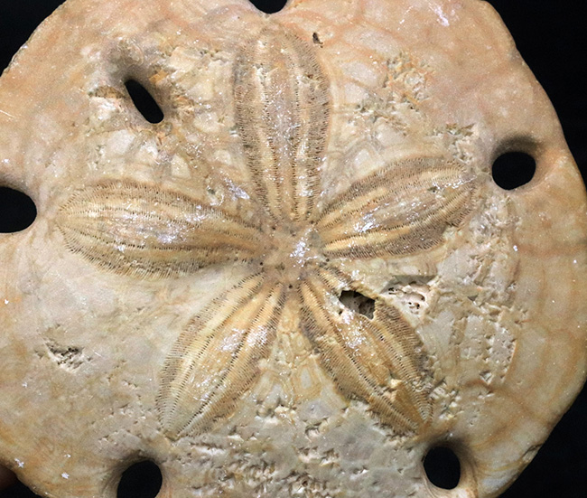 ６つの「鍵穴」を持つ、扁平なウニ、メリテラ（Mellitella）の化石（その2）