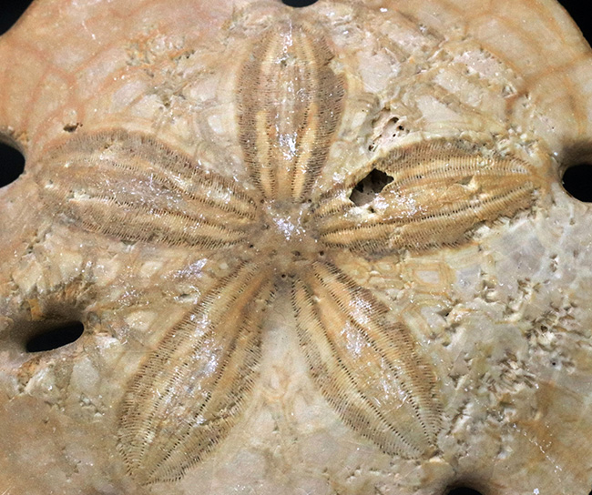 6つの「鍵穴」を持つ、扁平なウニ、メリテラ(Mellitella)の化石(その3)
