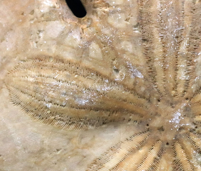 ６つの「鍵穴」を持つ、扁平なウニ、メリテラ（Mellitella）の化石（その4）