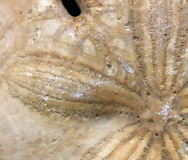 6つの「鍵穴」を持つ、扁平なウニ、メリテラ(Mellitella)の化石(その4)