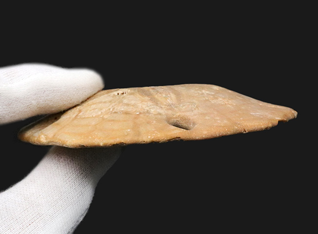 6つの「鍵穴」を持つ、扁平なウニ、メリテラ(Mellitella)の化石(その6)