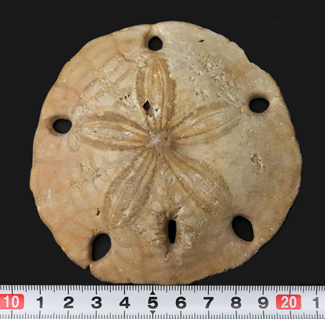 ６つの「鍵穴」を持つ、扁平なウニ、メリテラ（Mellitella）の化石（その7）
