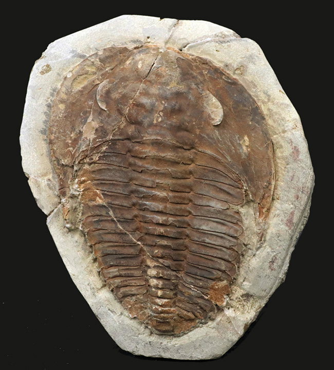 最初期の三葉虫の一つ、原始的な特徴多数。大判１３センチ！カンブロパラス（Cambropallas）の化石（その1）