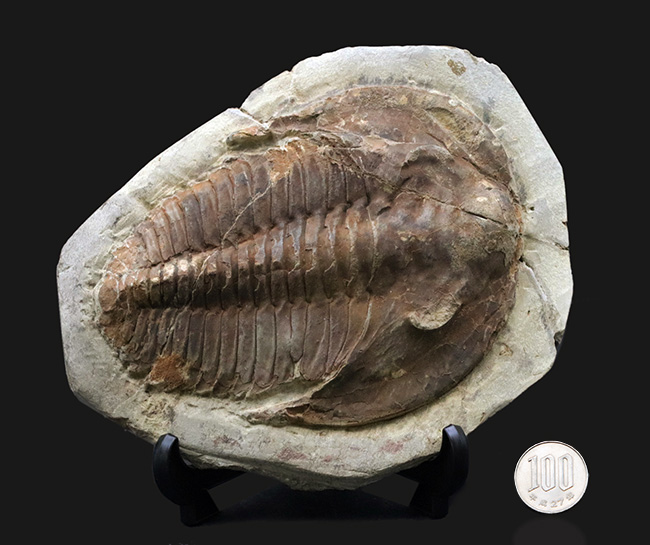 最初期の三葉虫の一つ、原始的な特徴多数。大判１３センチ！カンブロパラス（Cambropallas）の化石（その10）