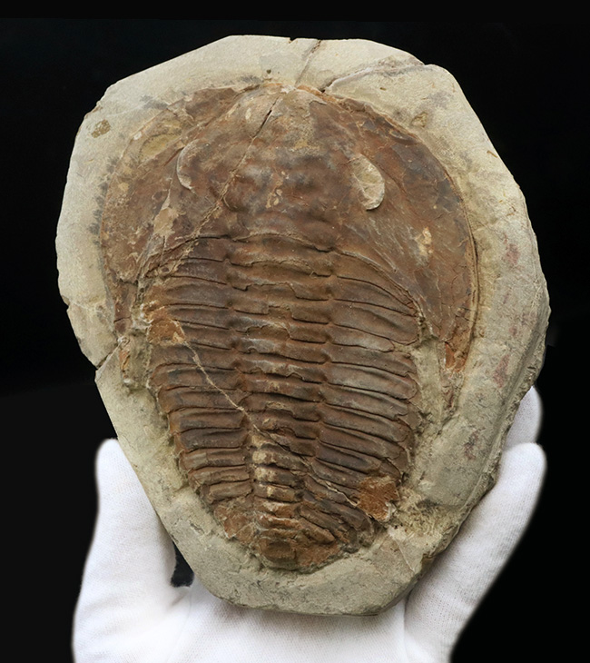 最初期の三葉虫の一つ、原始的な特徴多数。大判13センチ!カンブロパラス(Cambropallas)の化石(その2)