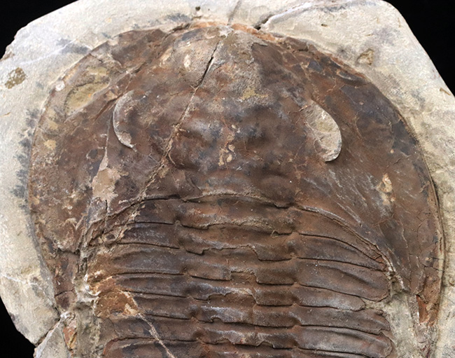 最初期の三葉虫の一つ、原始的な特徴多数。大判13センチ!カンブロパラス(Cambropallas)の化石(その3)