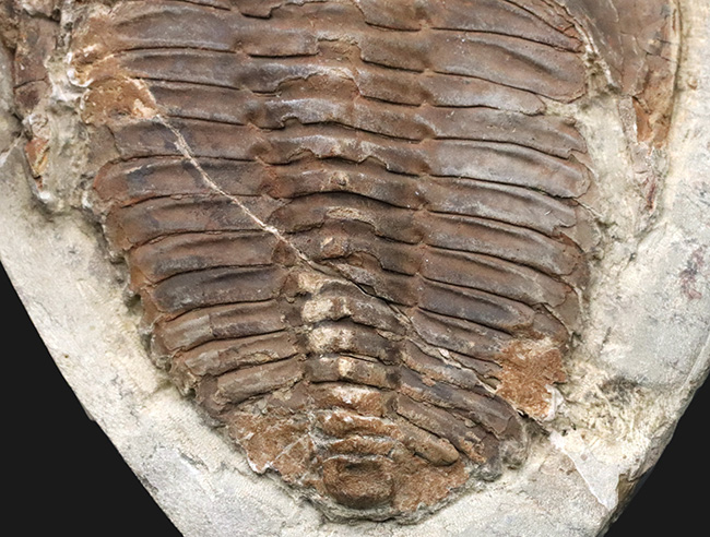 最初期の三葉虫の一つ、原始的な特徴多数。大判１３センチ！カンブロパラス（Cambropallas）の化石（その4）