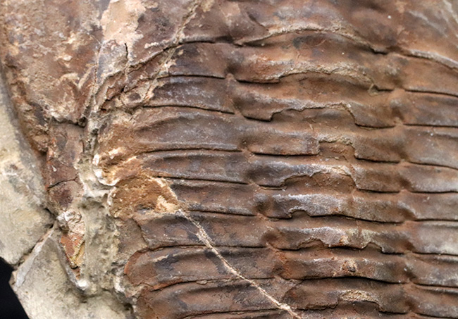 最初期の三葉虫の一つ、原始的な特徴多数。大判１３センチ！カンブロパラス（Cambropallas）の化石（その5）