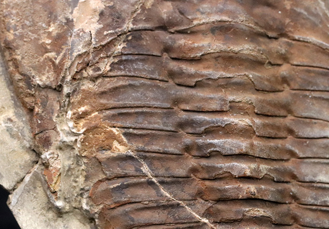 最初期の三葉虫の一つ、原始的な特徴多数。大判13センチ!カンブロパラス(Cambropallas)の化石(その5)
